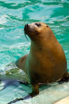 Sea Lions by the glistening blue water of summer