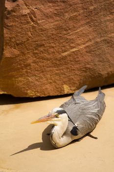 A Heron perched near the water on a warm summer's day 
