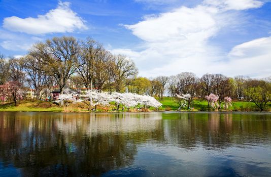 The Cherry Blossom Festival in Branch Brook Park New Jersey