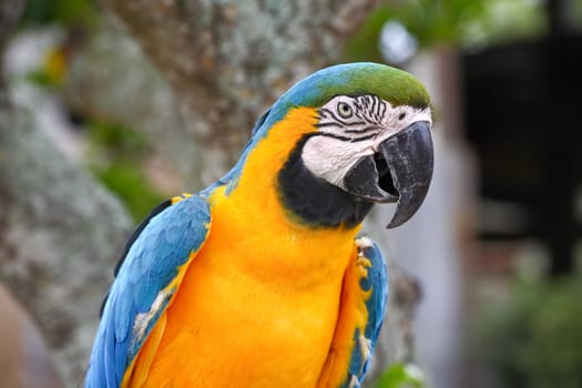 speaking parrot in a park in Florida  