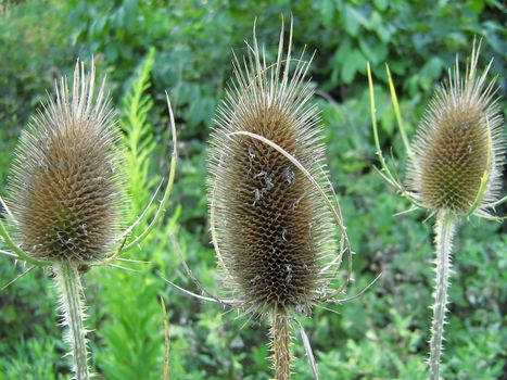 This is a photograph of the dried flower heads of the Common Teasle detailing their interesting texture. The Common Teasle is biennial flowering plant native to Eurasia and North Africa, but it is known in the Americas, southern Africa, Australia and New Zealand as an introduced species 
and invasive weed.