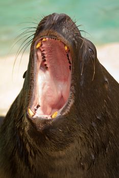 Sea Lions by the glistening blue water of summer