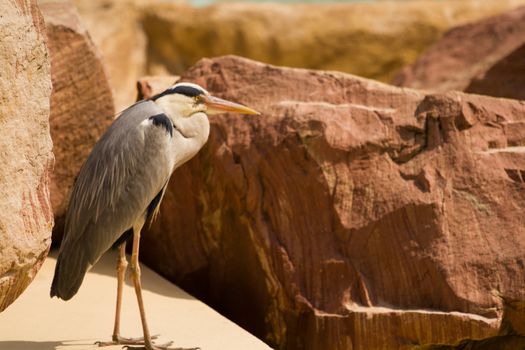 A Heron perched near the water on a warm summer's day 