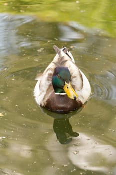 A Duck near the water of a lake in Europe