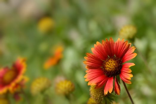 There are the beautiful flowers called gaillardia.