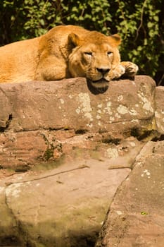 A Lioness lays atop stone, resting from the summer's heat