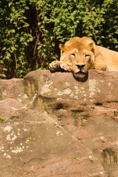 A Lioness lays atop stone, resting from the summer's heat
