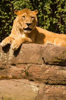 A Lioness lays atop stone, resting from the summer's heat