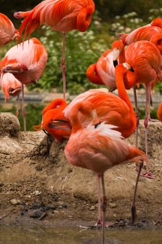 Flamingos at a watering hole in Europe in Summer