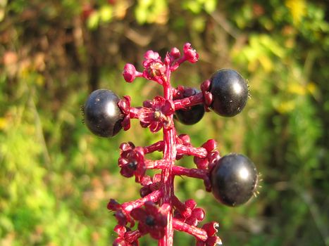 This is a photograph of American Pokeweed berries. 
The American Pokeweed (Phytolacca americana) is a perennial flowering plant growing to 10 feet (3 meters) in height. Native to the United States and parts of eastern Canada, its berries are highly poisonous.