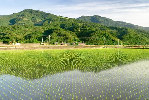 It is a beautiful green rice farm.