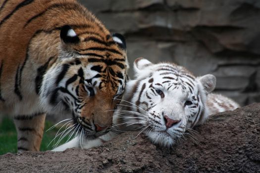 Two tigers are playing in a florida zoo