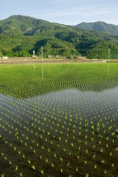 It is a beautiful green rice farm.