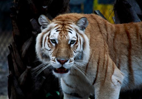 brown tiger closeup in a florida zoo
