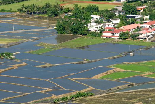 It is a beautiful green rice farm.