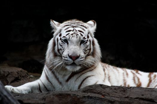 White tiger closeup in a florida zoo