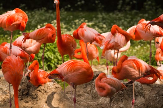 Flamingos at a watering hole in Europe in Summer