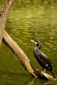 An exotic bird near the water's edge on a warm summer's day