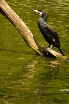 An exotic bird near the water's edge on a warm summer's day