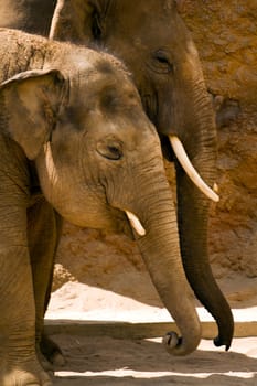 Elephants pause to rest from walking in the heat of the sun
