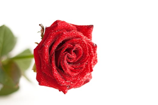 A red rose with water drops isolated on white background