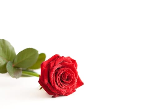 A red rose with water drops isolated on white background