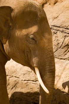 Elephants pause to rest from walking in the heat of the sun
