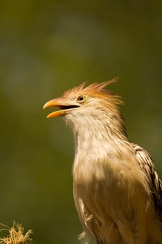 An exotic bird near the water's edge on a warm summer's day