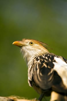 An exotic bird near the water's edge on a warm summer's day