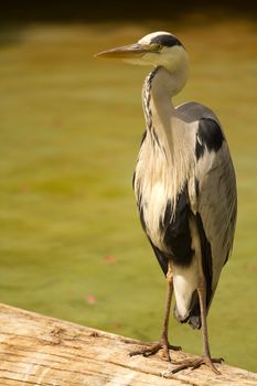 A Heron perched near the water on a warm summer's day 