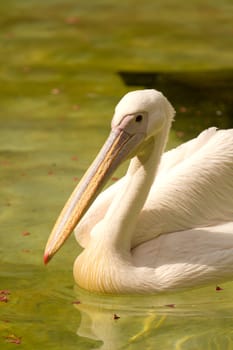 Pelicans swimming on the lake water in the glorious summer sun