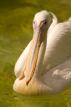 Pelicans swimming on the lake water in the glorious summer sun