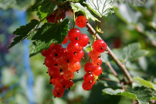 Cluster of redcurrants hanging from a bush