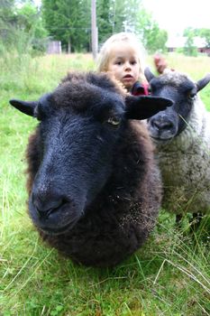Two sheep on a cold summer day in Sweden, standing in a meadow with a small four year old girl