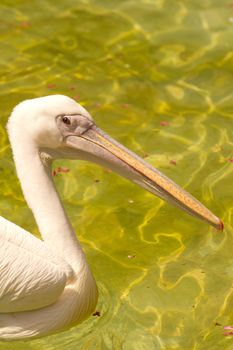 Pelicans swimming on the lake water in the glorious summer sun
