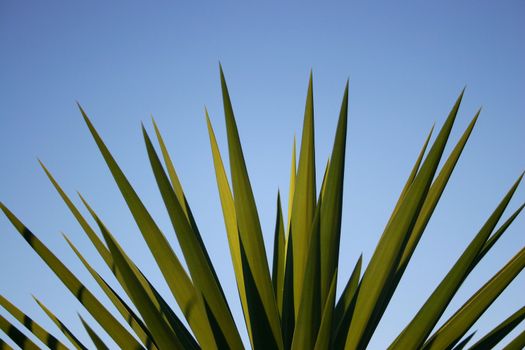 Close up of a yucca palm against blue sky. Space for text