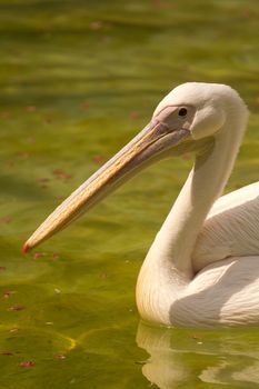 Pelicans swimming on the lake water in the glorious summer sun