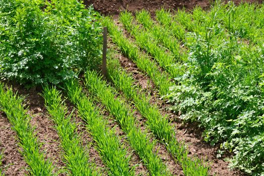 Fresh green wheat grass and leaves of lovage