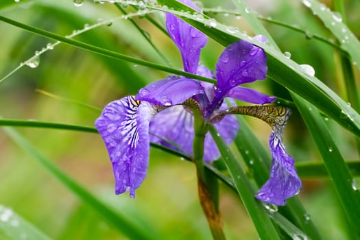 sibirica blue iris flower and grass with water 