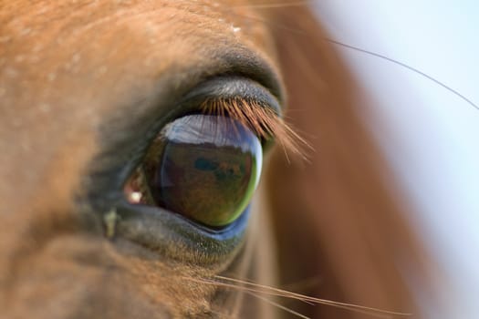 close-up of an horse eye. Green grass  can be seen on eye