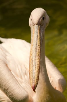 Pelicans swimming on the lake water in the glorious summer sun
