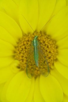 green dragonfly on camomile in summer garden