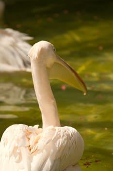 Pelicans swimming on the lake water in the glorious summer sun