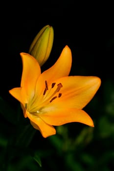 orange lily against dark background in the garden