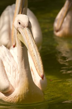 Pelicans swimming on the lake water in the glorious summer sun