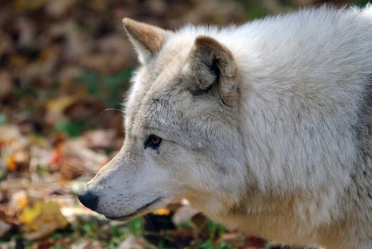 Close-up portrait of an Arctic Wolf in the Fall season