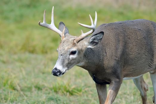 Portrait of a nice youg whitetail buck