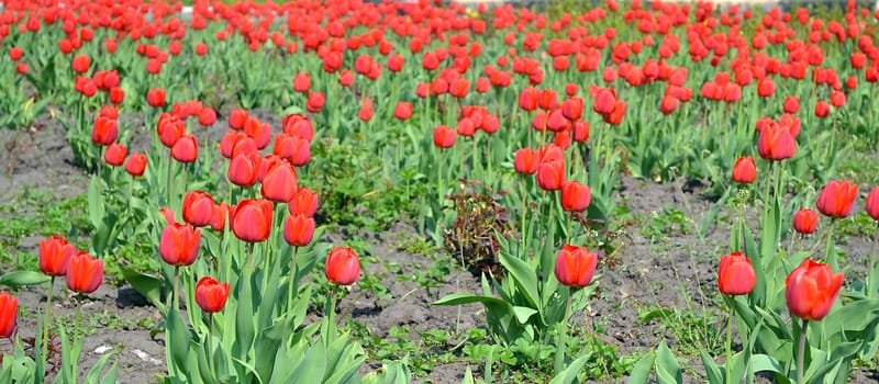 very beautiful flower growing on the lawn