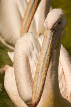 Pelicans swimming on the lake water in the glorious summer sun