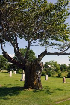 A very old tree in the middle of a cemetery